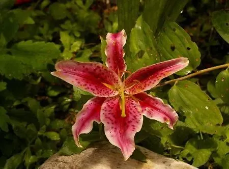 Ristorante Guidi Hotel